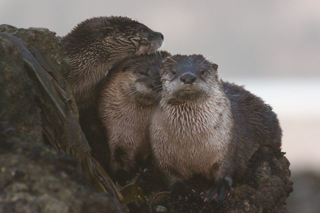 I found this trio of otters late one afternoon. Point Reyes National Seashore, Ca.
