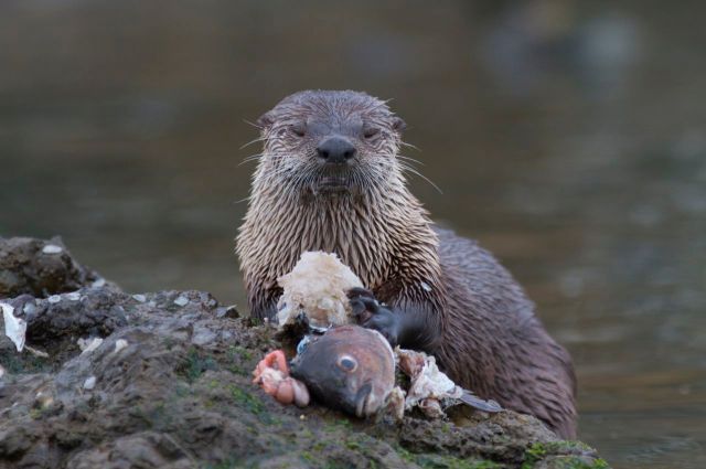North American River Otter eating sashimi