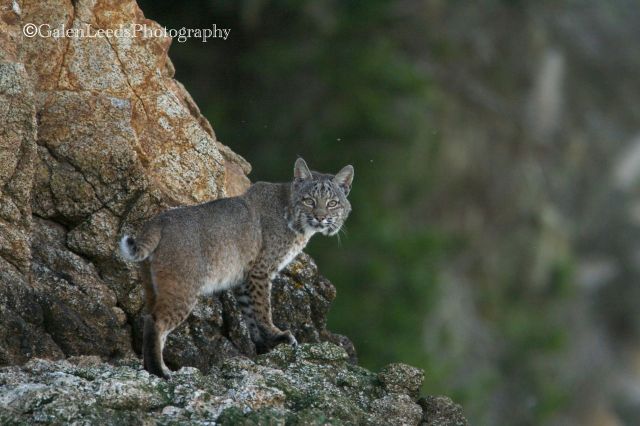 I most often see bobcats (Lynx rufus later in the day, when I am regularly paddling in and out of shadow and the light is changing quickly