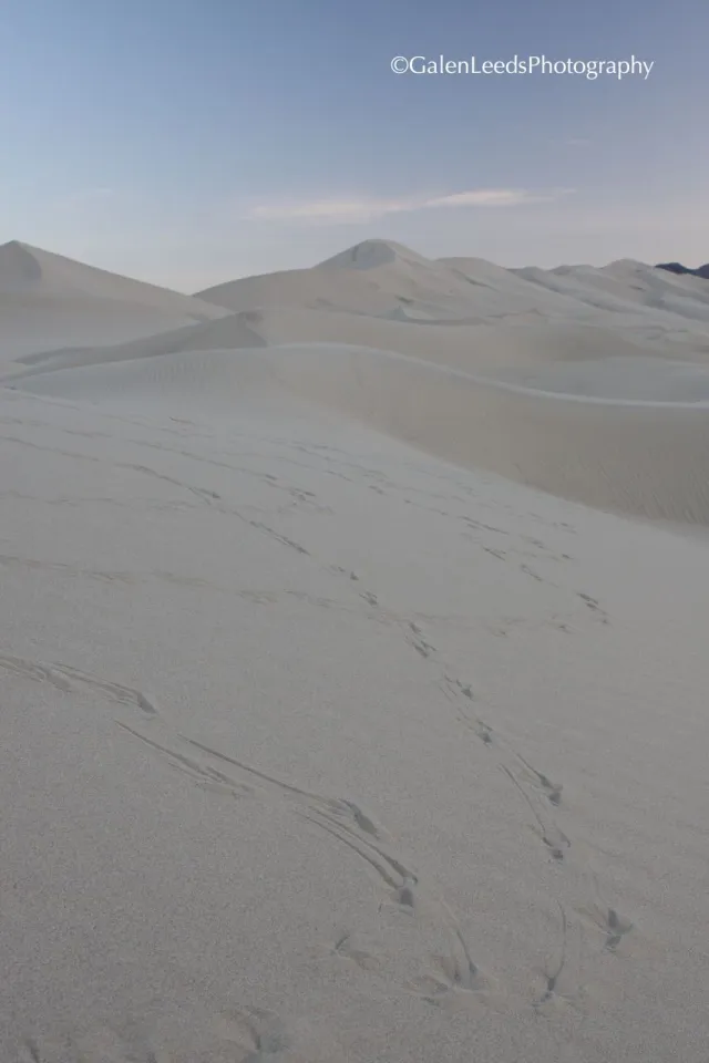 Raven Tracks in the Eureka Sand Dunes, Death Valley National Park