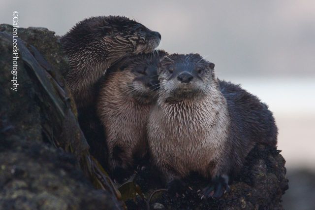 A portrait of three otters that climbed onto a rock for a little rest and to watch the watcher