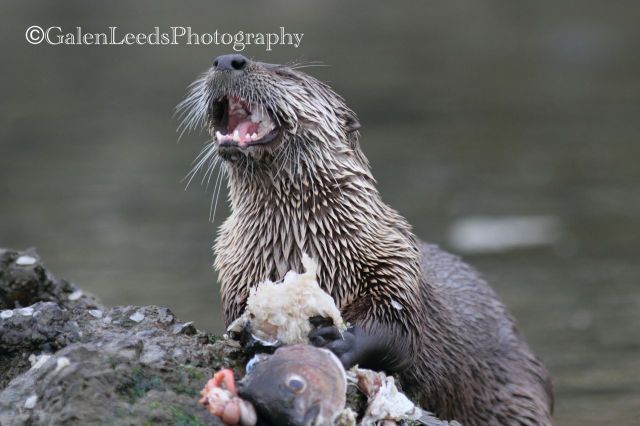 Almost makes you want some sushi, eh?