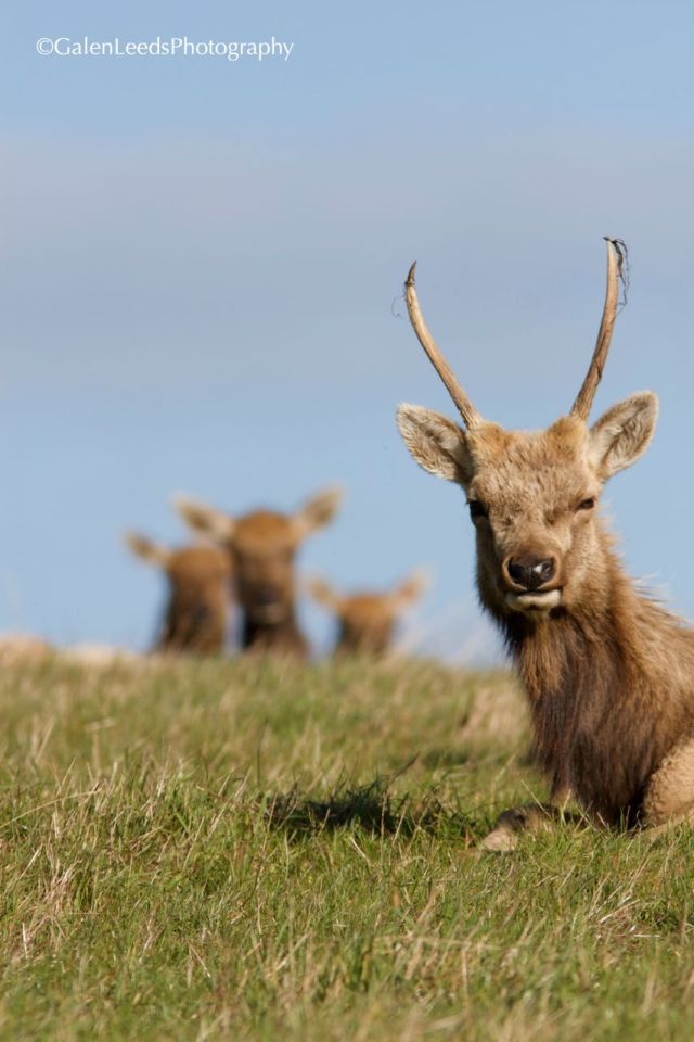 Young bull elk with velvet peeling from its antlers and females watching from behind