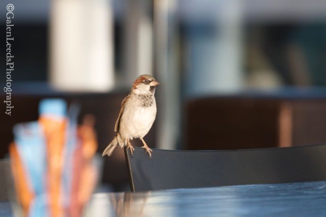 Inside Aukland's airport we came across our first bird- the English Sparrow. Just because it looked nearly the same and lived wild inside a building didn't stop me from snapping a shot