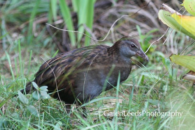 Luckily we were also able to spot some birds such as the endangered and endemic Weka while we were in NZ