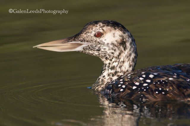 The Yellow-billed Loon that I was able to photograph and study from my kayak