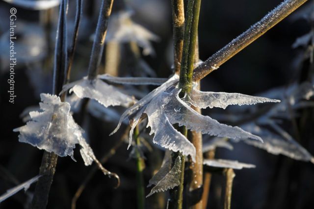 False leaves created by an outgoing tide, getting ready to wither as the suns rays caress them