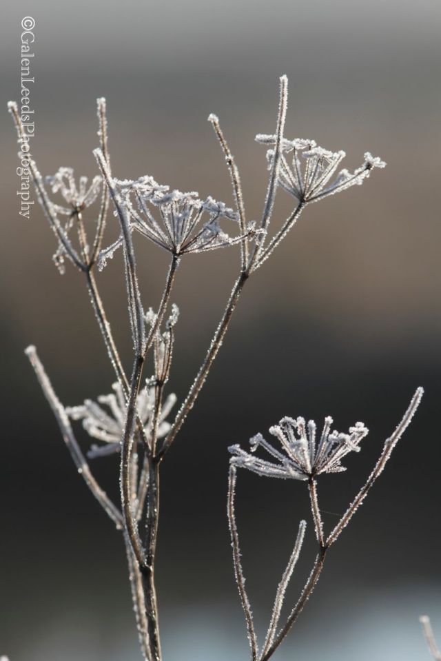 I'm not  big fan of the invasive Queen Anne's Lace, but it can make for some fun frosty images