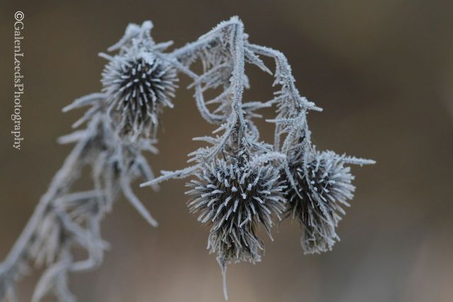 So I suppose icy, pointy things just make me want to take pictures...