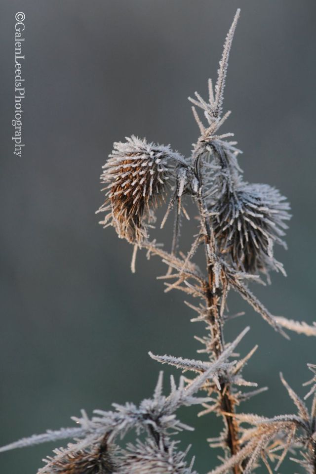 What is it about ice crystals that draws us in?
