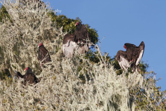 The vultures at least seemed relaxed