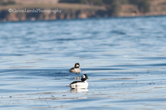 I saw many ducks, mostly Buffleheads (above), Surf Scoters, Wigeons, and Goldeneyes. If I'd headed to the south end of the bay, the species would have been more varied.