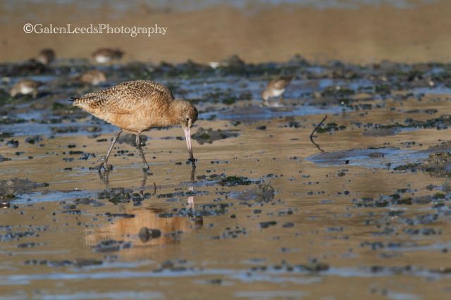 I began with the Marbled Godwits. They've long been one of my favorites, since they were one of the first birds I learned to identify