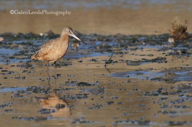 This Godwit appears very different when frozen in time
