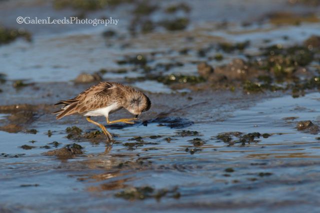 But, I was unworthy of true worry, as they went about their normal life of feeding and scratching those troublesome itches