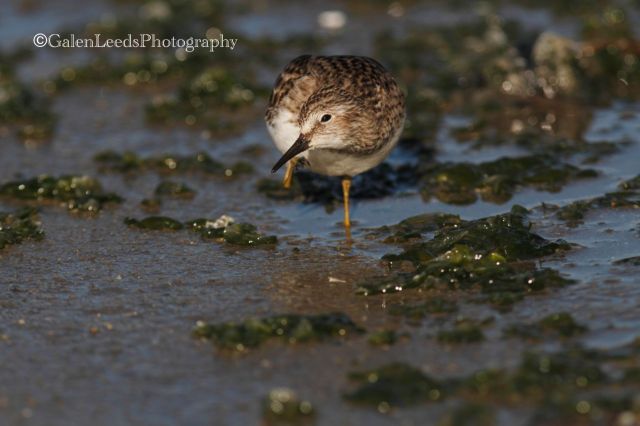 You can see that this Least Sandpiper is scratching, but you don't get the full action