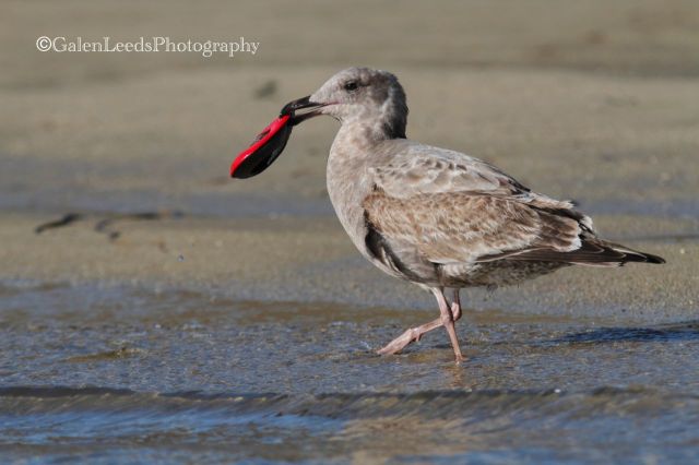 And of course the gull was acting a little shy with its treat