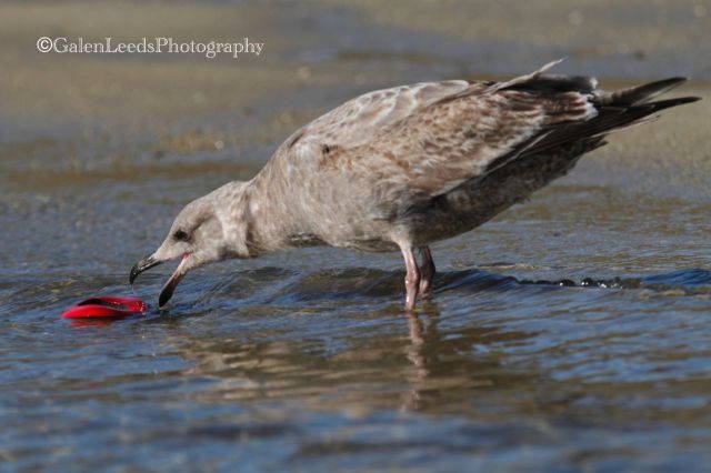 What is that tasty treat?