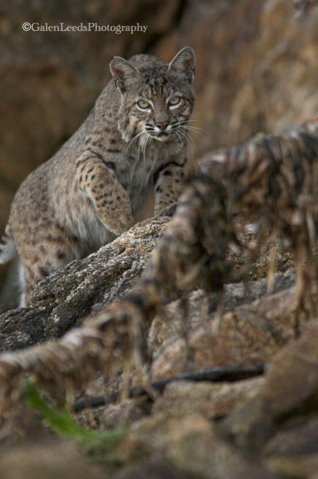 Bobcat stalking the shores. A fine image, but one that I will improve upon