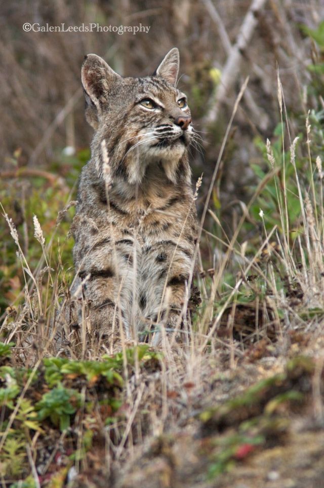 Bobcat sitting and contemplating the world. A very different take on the bobcat from my other images
