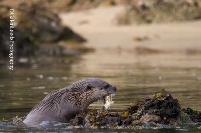 One of my first images of a North American River Otter (Lutra canadensis) eating a fish