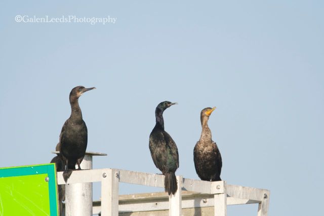 Here are three different species of cormorant. I had to learn the ways in which they were different, which also led to an understanding of how they are the same