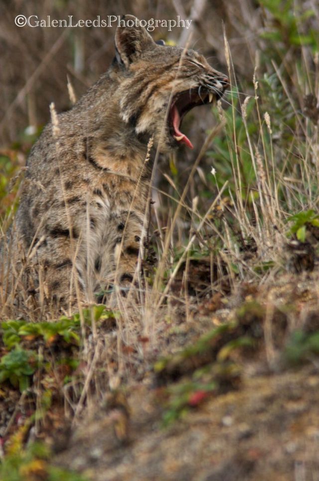Bobcat caught mid yawn, with its tongue curling