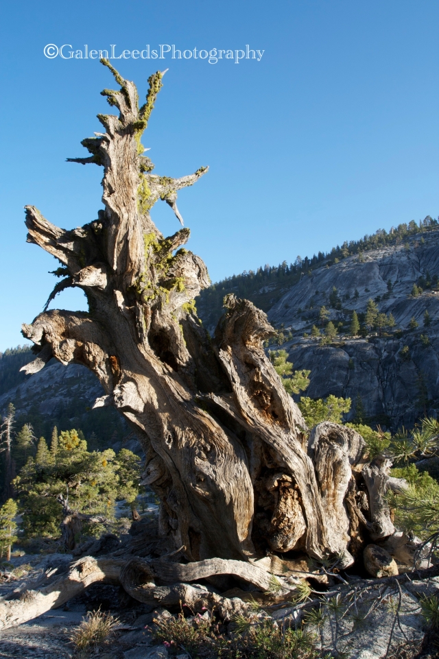 The ancient twisted Mountain Junipers of the Stanislaus National Forest