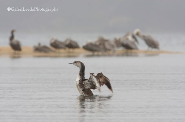 Red-throated Loon rising up in Tomales Bay, along the shores of the Point Reyes National Seashore, Ca.