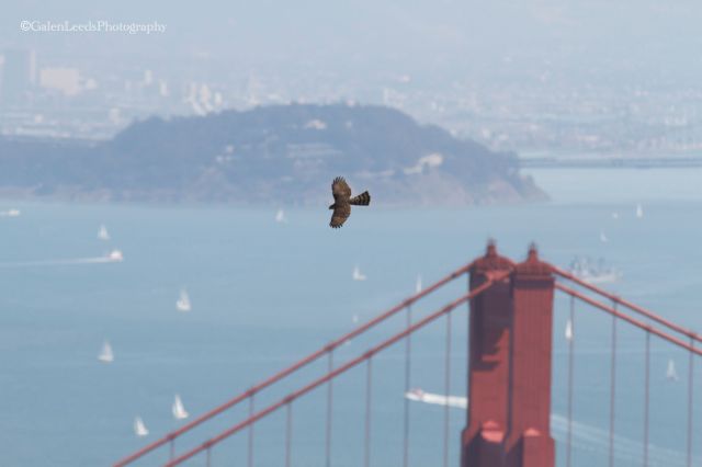 Cooper's Hawk migrating over Hawk Hill in the Golden Gate National Recreation Area